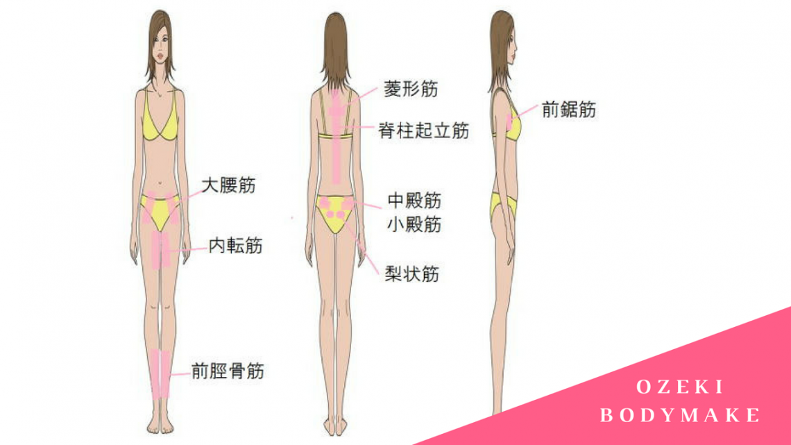 モデル筋の活用