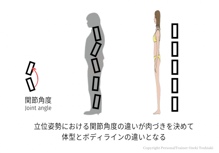 立位姿勢における関節角度の違いが肉付きを決めて体型とボディラインの違いとなる